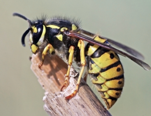 Wasp Control Abbotsford: The Problem with Wasps Hanging Around Your Yard