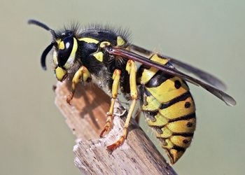 Wasp Nest Removal - ASM Pest Control