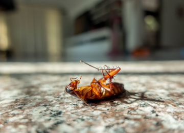Cockroach Control in British Columbia