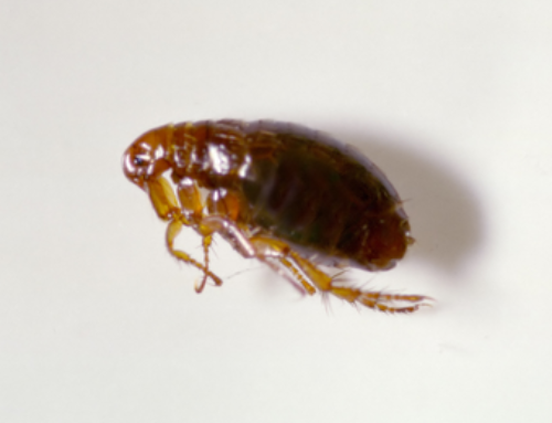 How to Detect Signs of Fleas Infestation in Surrey?