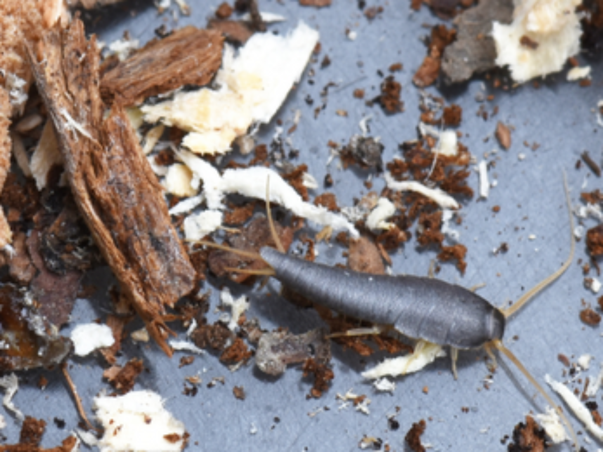 How to Treat a Silverfish Infestation?