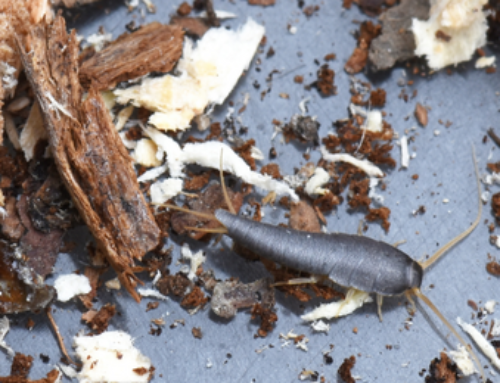 How to Treat a Silverfish Infestation in the Lower Mainland?