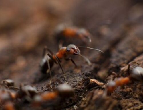 Carpenter Ants Infestation in Lower Mainland: How Do You Find Out?
