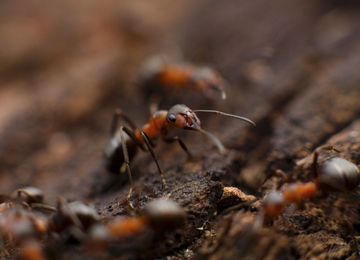 Carpenter Ants Infestation