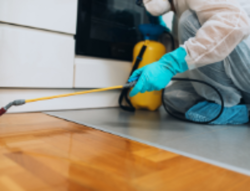 A homeowner’s guide to Pest Extermination Services in White Rock