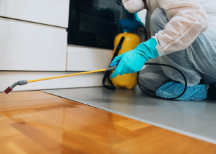 Pest Extermination Services in White Rock