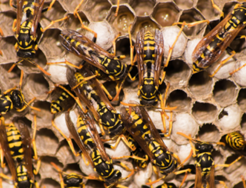 Tips on Wasp Control in The Lower Mainland : A Complete Guide