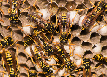 Wasp Control