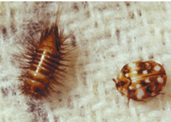 carpet beetle -ASM pest control