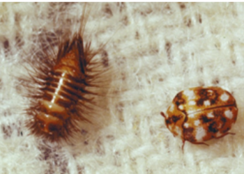 Carpet Beetles Life Cycle - Control Exterminating Company