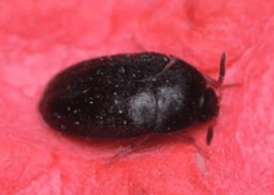 Carpet Beetle Control