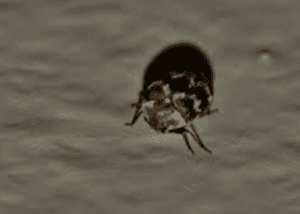 Carpet Beetle Control