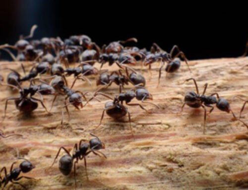 Guide to Evaluating and Understanding Treatment of Ant Control Abbotsford