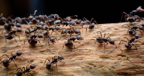 Ant Control & Removal in Surrey & Surroundings