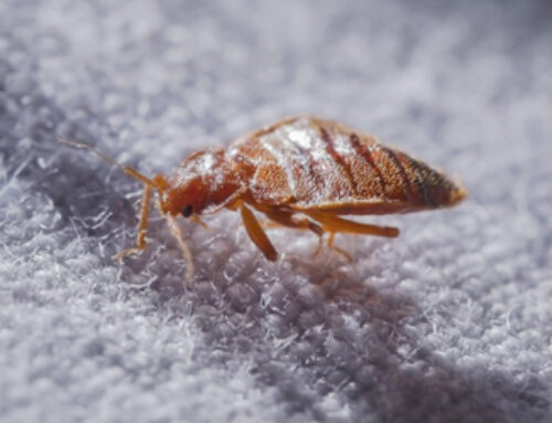 Bed Bug Control Vancouver: How Exterminators Identify Infestations for its Removal?