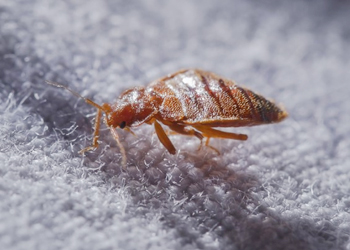 Bed Bug Control