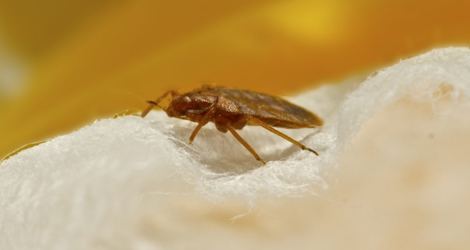 Bed Bug Control in Lower Mainland