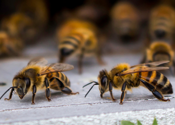 Bee & Wasp Removal