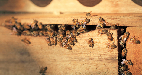 Bee & Wasp Removal