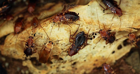 Cockroach Control in Lower Mainland