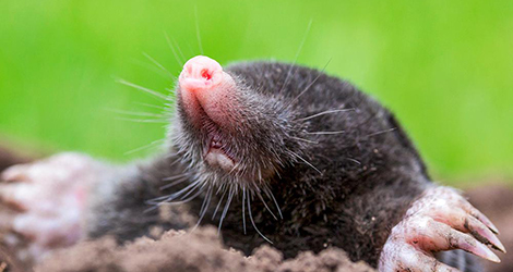 Mole and Vole Control Services in Lower Main Land