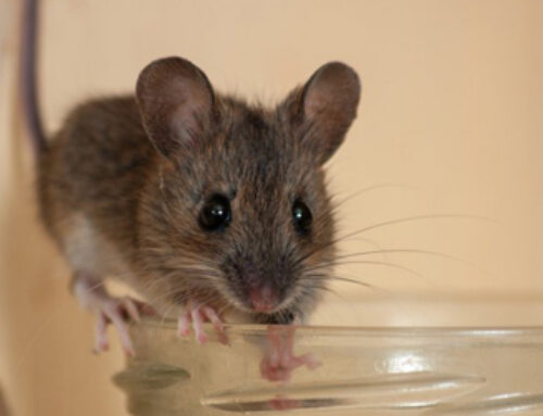 Best Tips on Choosing Professional Services for Rodent Control Maple Ridge