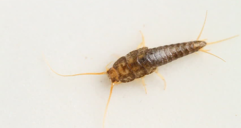 silverfish control in Vancouver