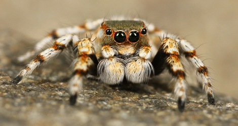 Spider Pest Control in Lower Mainland