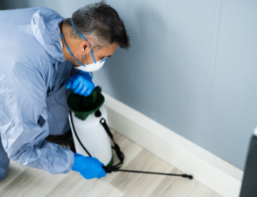 How pest control in Burnaby ensures a pest-free environment