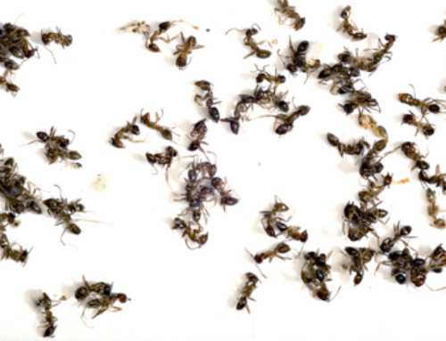 How to Get Rid of Ants in Delta? : A Definitive Guide for Ant Control