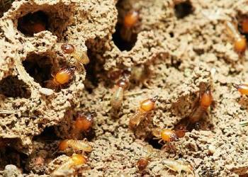 Mite Control And Extermination In Lower Mainland