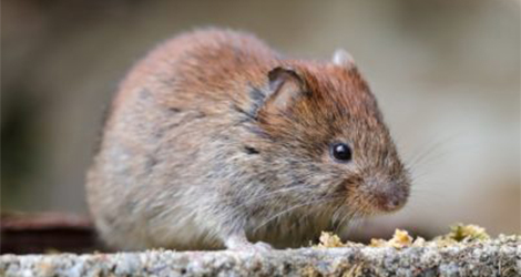 Vole Removal