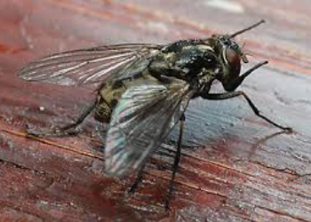 House Flies Control