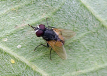 Flies Control Flies Control