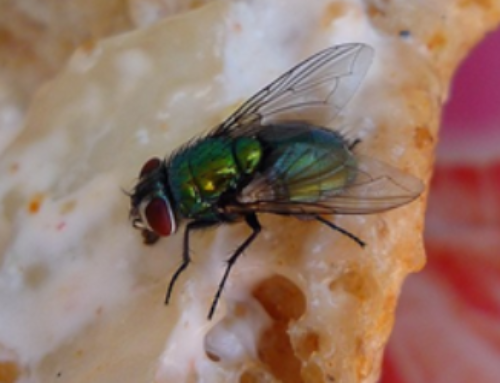 Tips To Avoid House Flies In Homes
