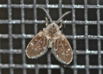 Fly Control And Extermination In Lower Mainland