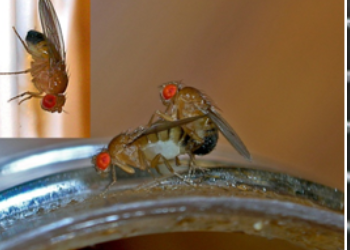 Fly Control And Extermination In Lower Mainland