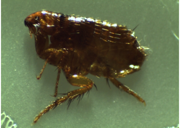 Fleas Control in Lower Mainland