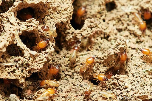 Termite Control Services in the Lower Mainland
