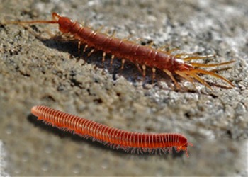 Millipedes & Centipedes Control