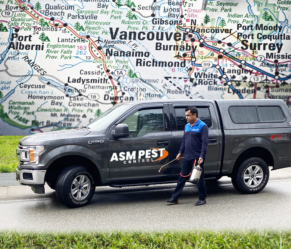 Pest Control in Lower Mainland