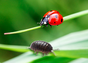 Ladybugs and Sow Bugs Control in Lower Mainland