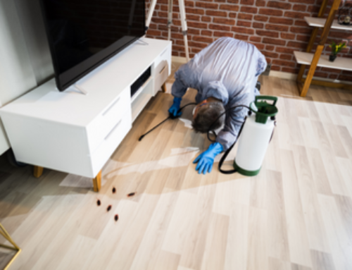 Why Are Regular Pest Control Schedules Important for Your property?