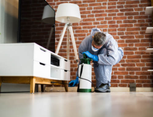 Why does Chilliwack require Pest Control? – ASM Pest Control