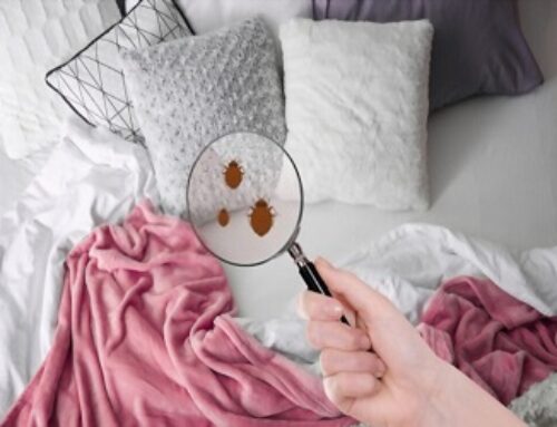 Bed Bug Control Specialist in Lower Mainland