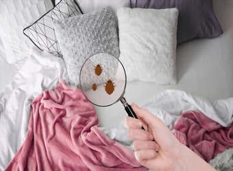 Bed Bug Control in Lower Mainland