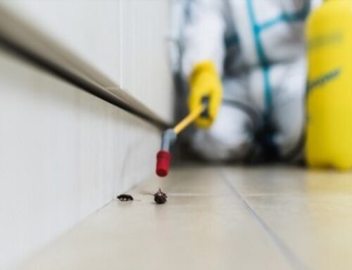 A Step-By-Step Cockroach Control Abbotsford Guide for the Homeowners