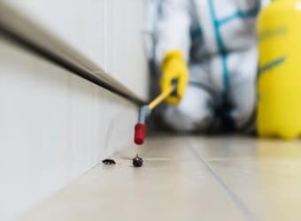 Cockroach Control in Lower Mainland