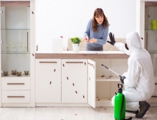 Safety Precautions to Consider during Pest Control in Richmond