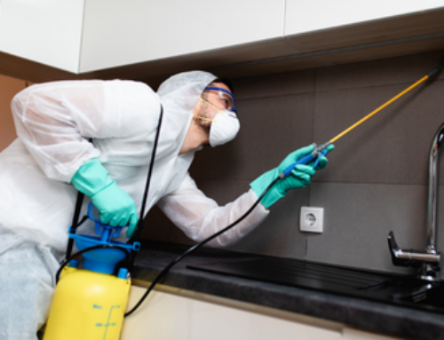 How Does Pest Control And Extermination Differ?